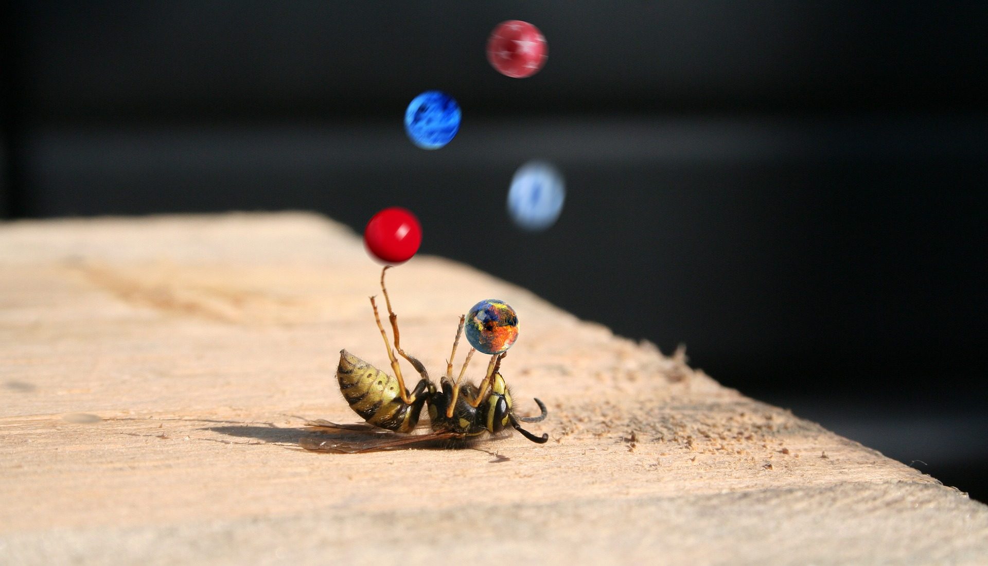 bee juggling marbles
