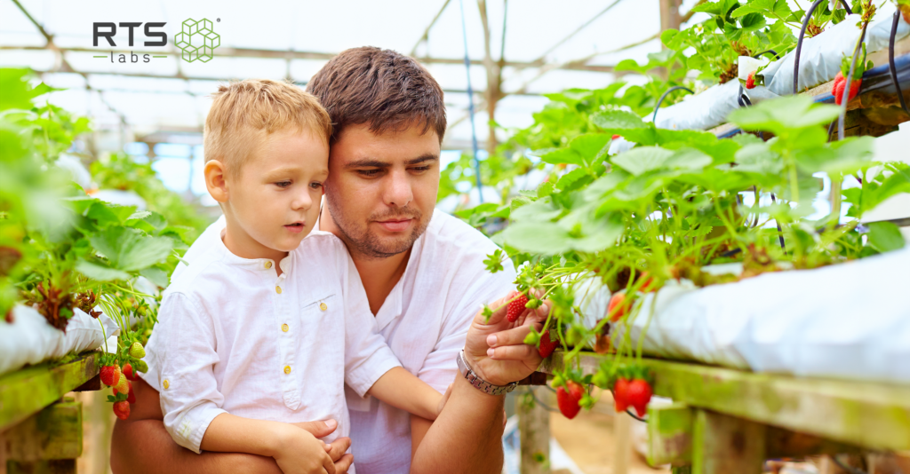 Man and his young son picking strawberries from an AI-powered farming effort.