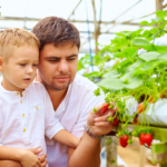 Man and his young son picking strawberries from an AI-powered farming effort.